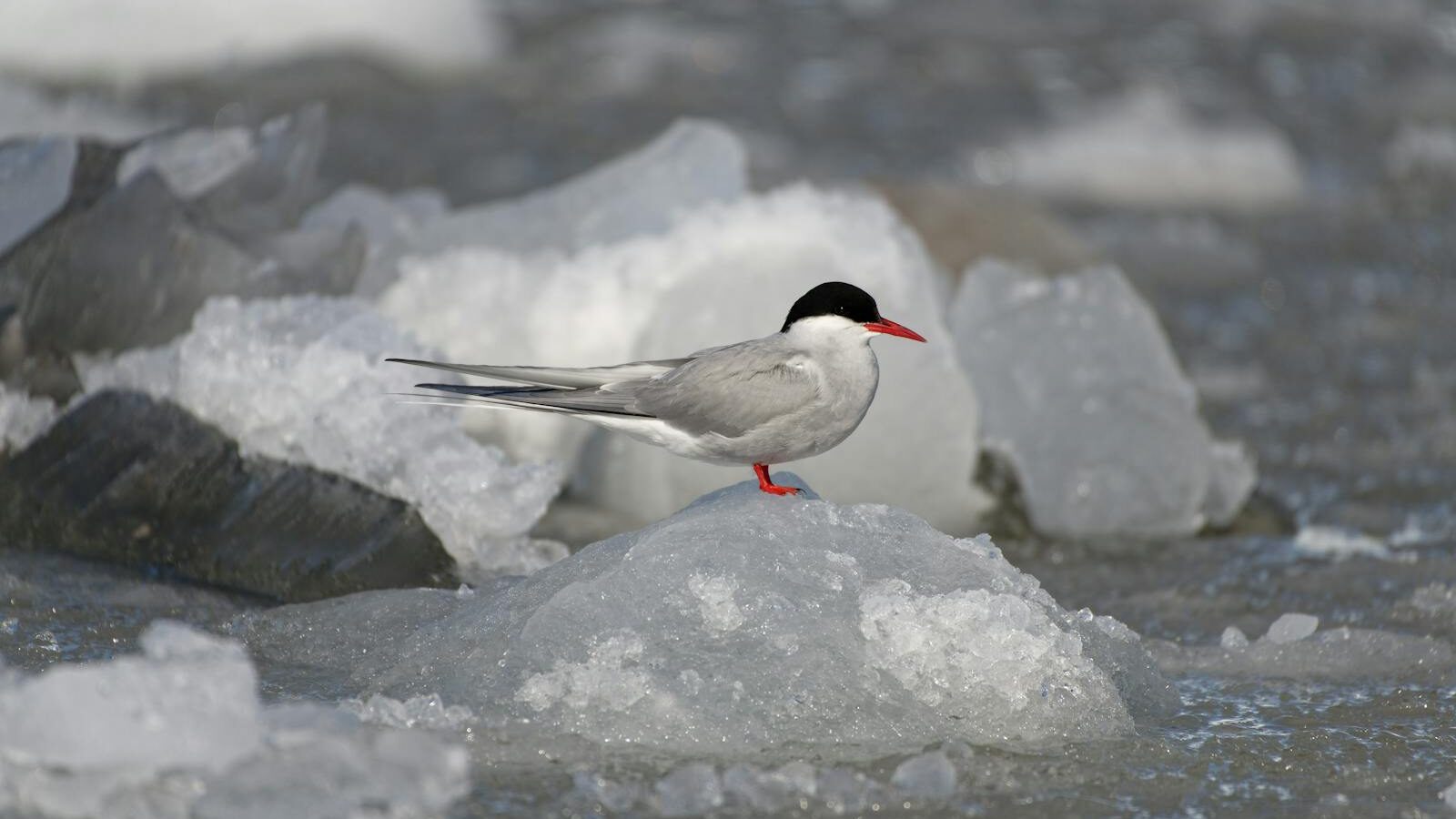 Arctic Tern standing on icy terrain
