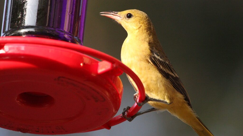 Oriole perched on bird feeder filled with nectar