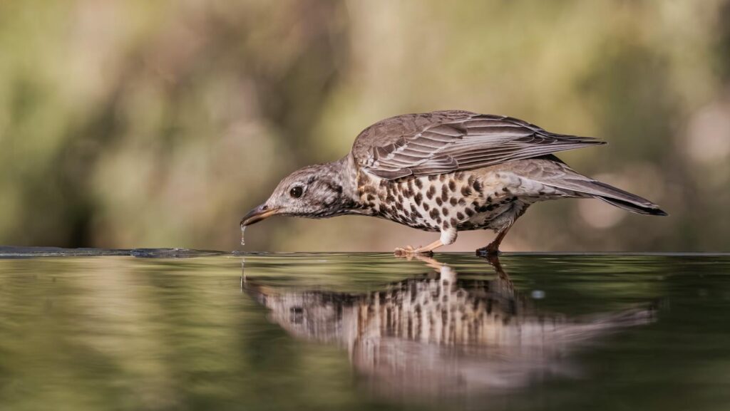 Mistle Thrush leaning forward to drink water