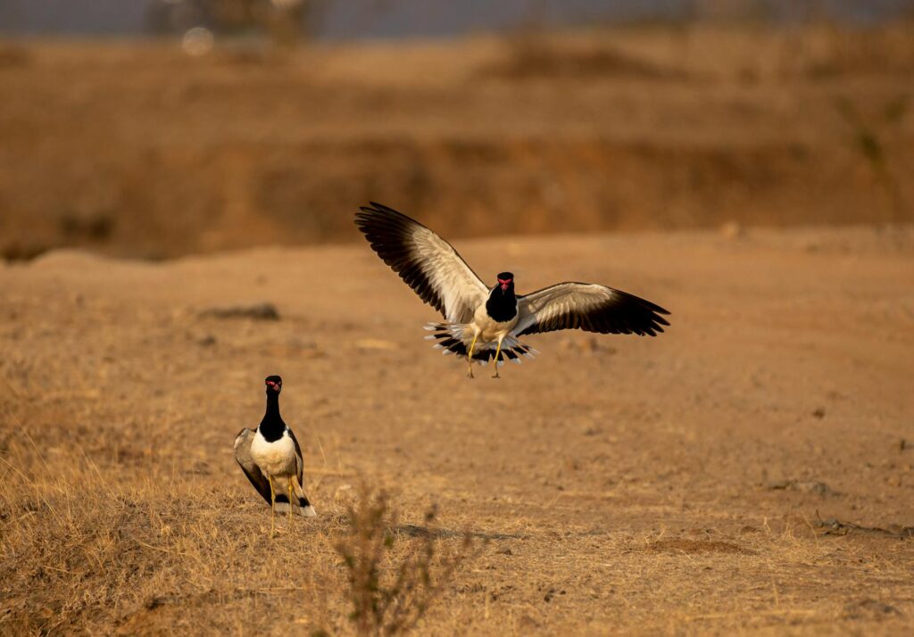 Two Red-Wattled Lapwings on a sandy terrain, one in flight showcasing its wingspread.