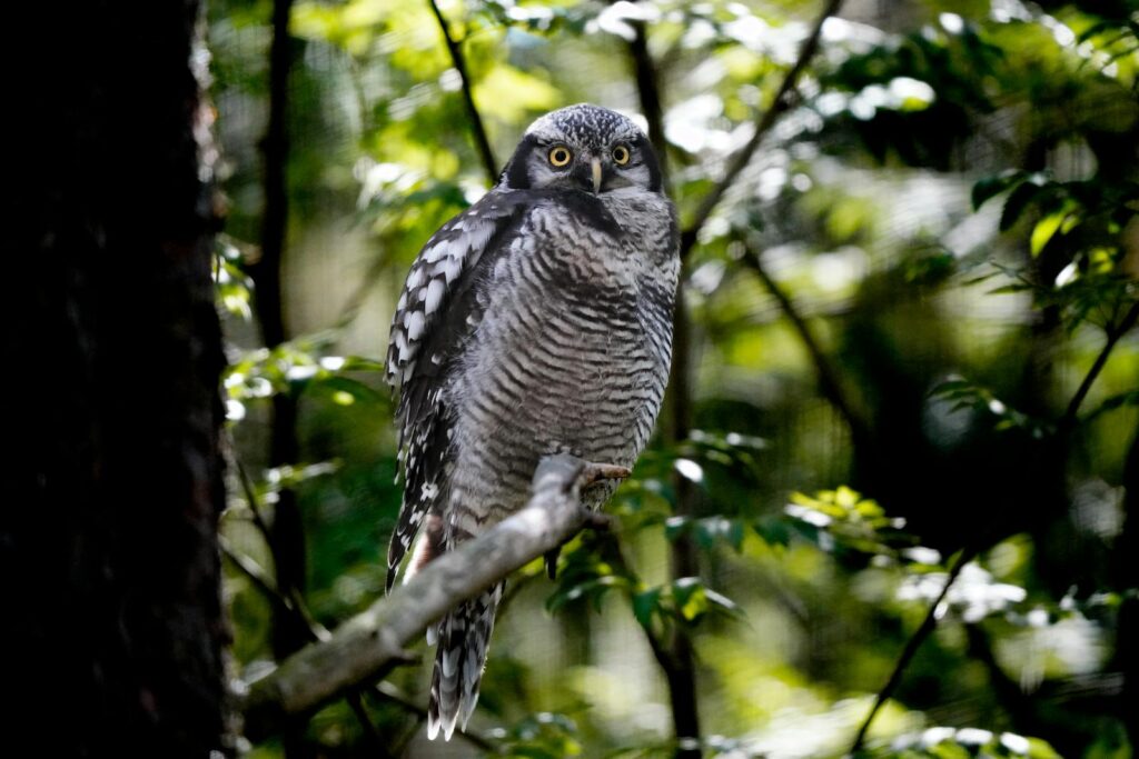 A Northern Hawk Owl perched on a branch in a lush green forest setting.