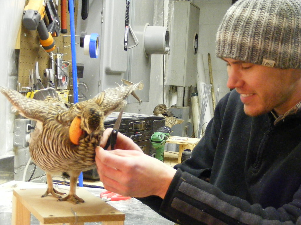 A man research on Greater Prairie Chicken mount.