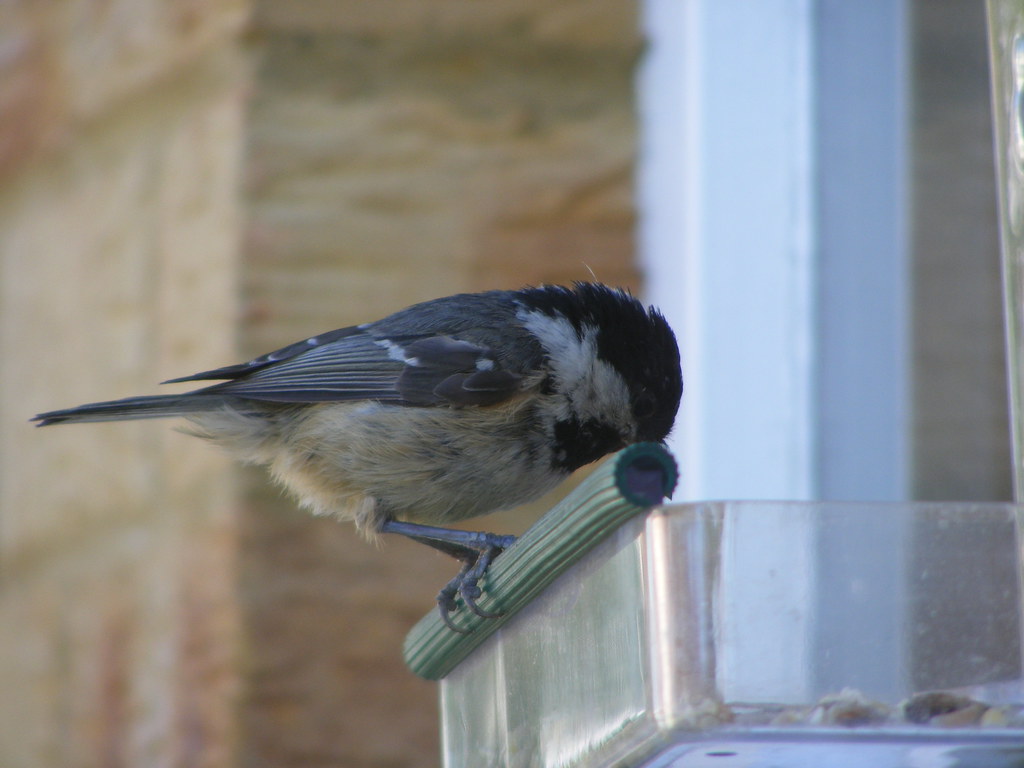 A Coal tit perches on a feeder, its black head and grey body are clearly visible.
