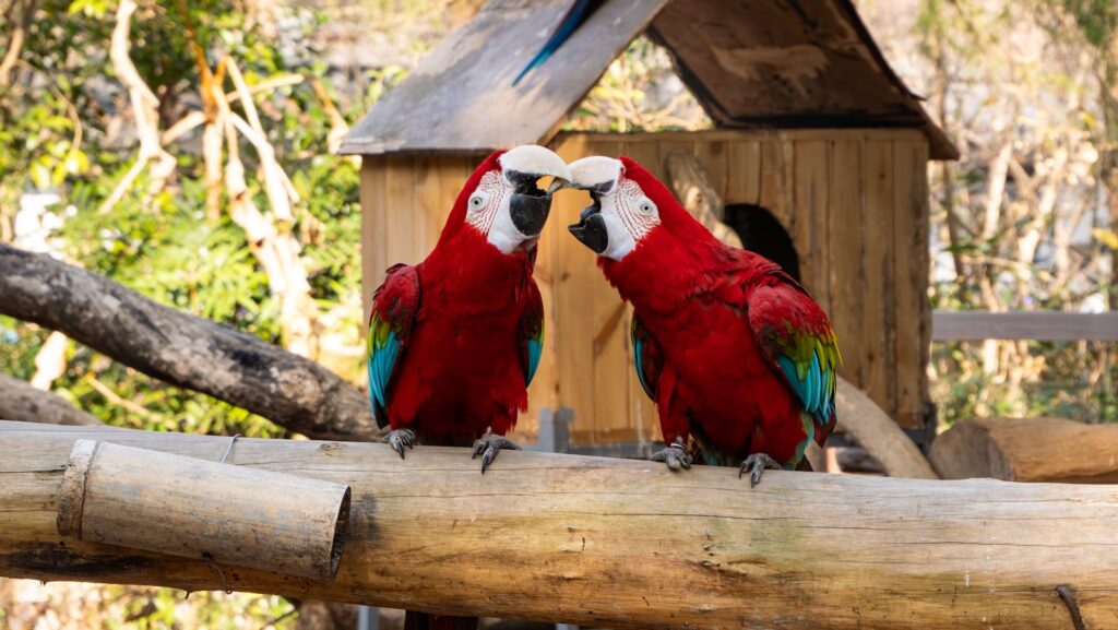 Two vibrant macaws interacting on a tree branch in Hangzhou zoo.