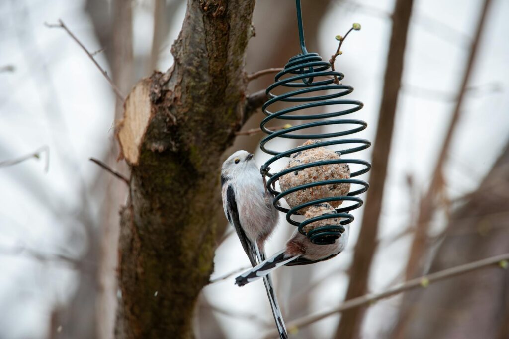Long-tailed tit perched on bird feeder in a tree during winter season.