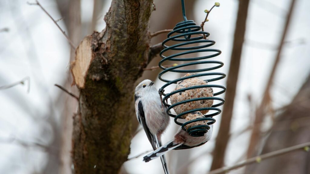 Long-tailed tit perched on bird feeder in a tree during winter season.