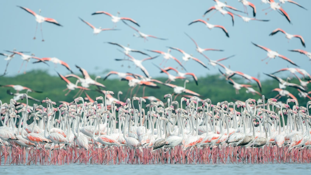 A stunning flock of flamingos wading and flying in a serene lake setting.
