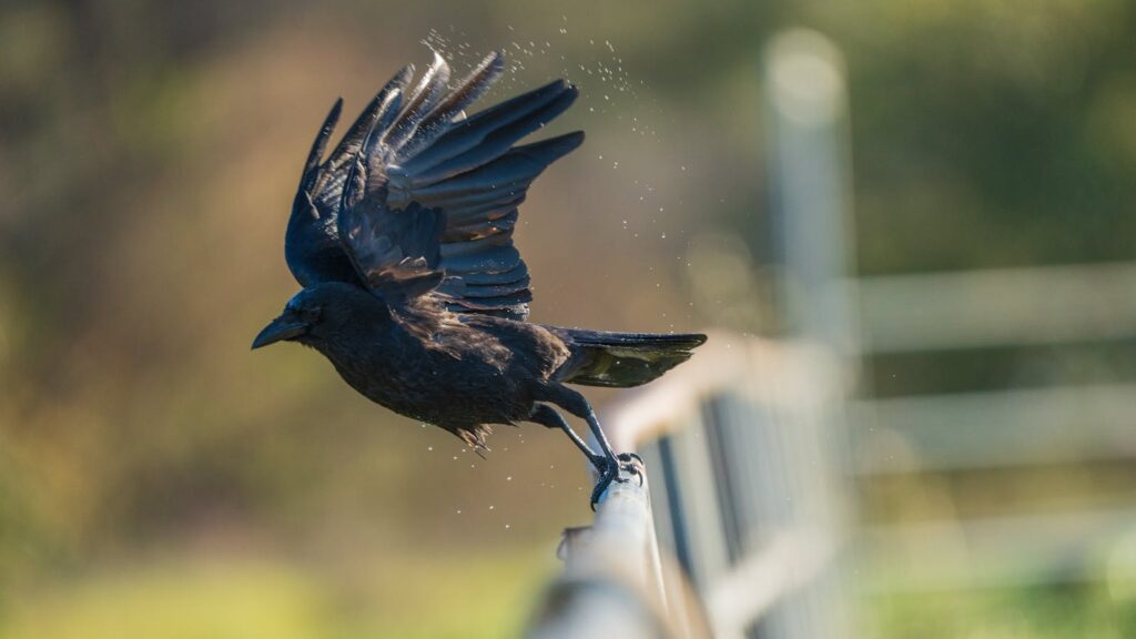 A Common Raven takes flight from a light-colored fence.