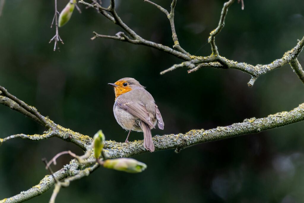 Charming European robin resting on a moss-covered branch.