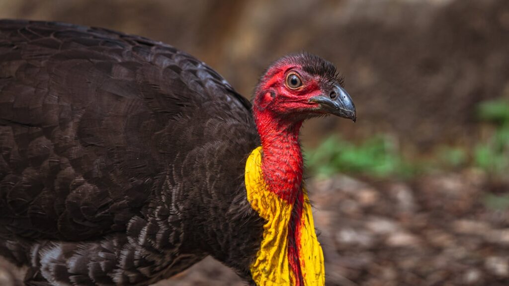 Brush Turkey standing on earthy ground