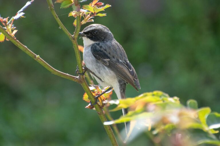 A little pied flycatcher resting on a branch amidst green foliage, captured in natural light.