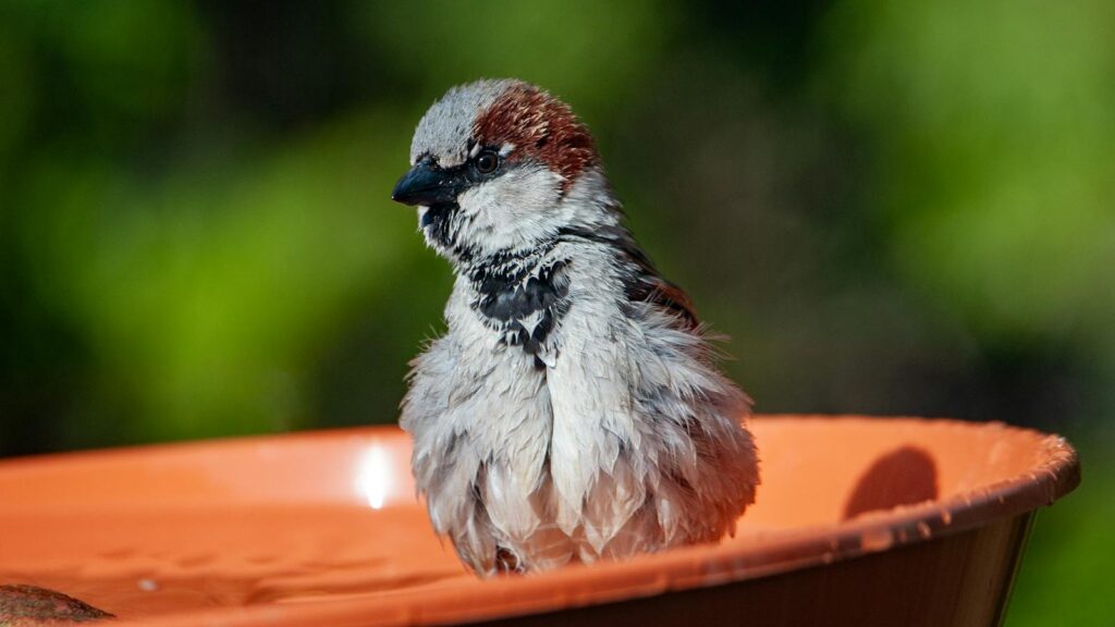House sparrow enjoying a refreshing bath in an outdoor terracotta bowl.