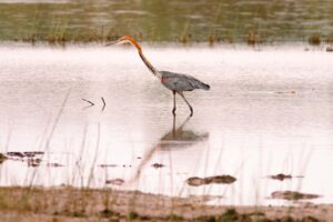 Goliath Heron with a long neck stands in the water.