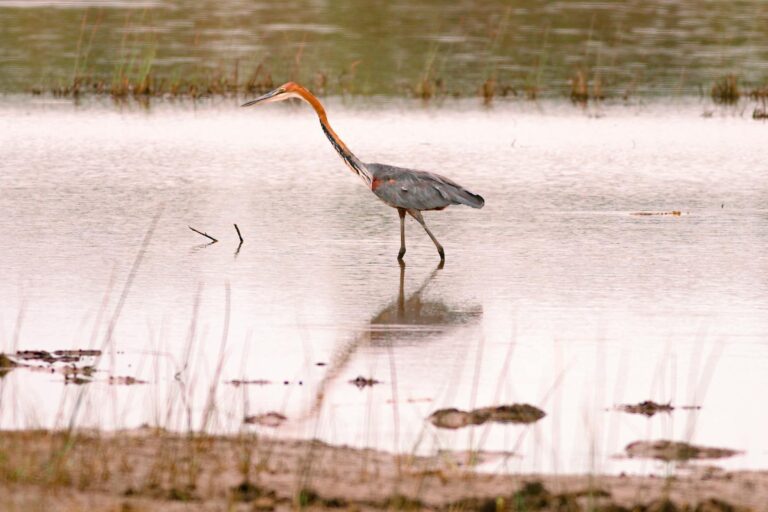 Goliath Heron with a long neck stands in the water.