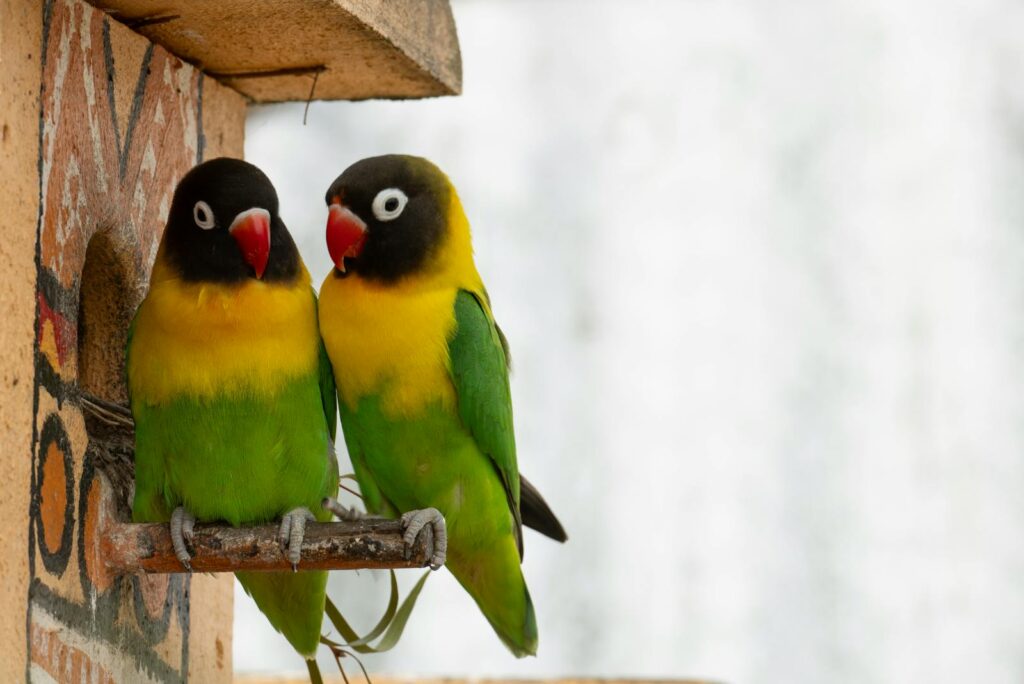 Two vibrant Yellow-Collared Lovebirds perched outside a decorated birdhouse.