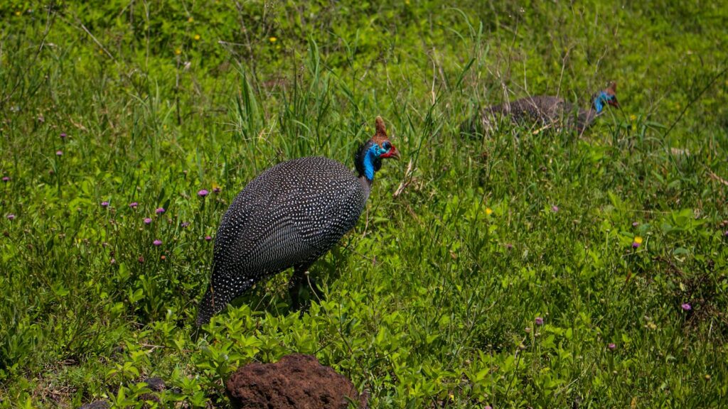 Two wild Helmeted Guineafowl moving through lush grasslands