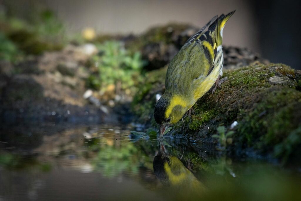 Vibrant Eurasian Siskin captures water reflection in nature setting.