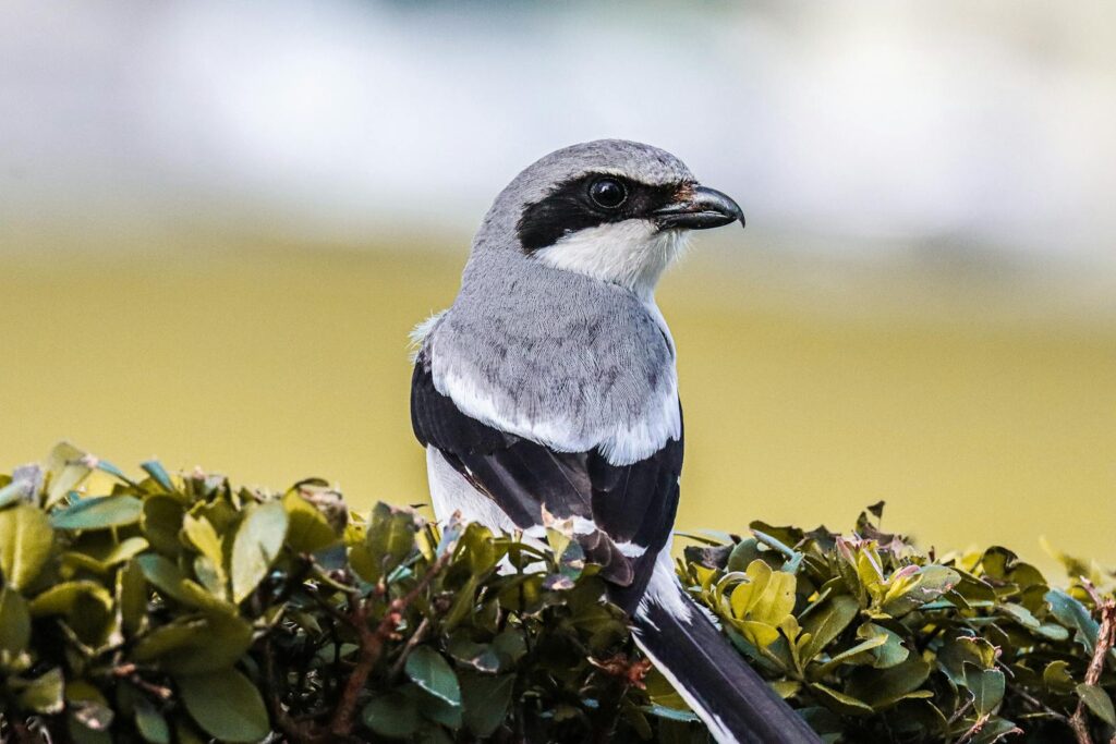 A Great Grey Shrike perched on a bush in Fort Lauderdale's natural surroundings.
