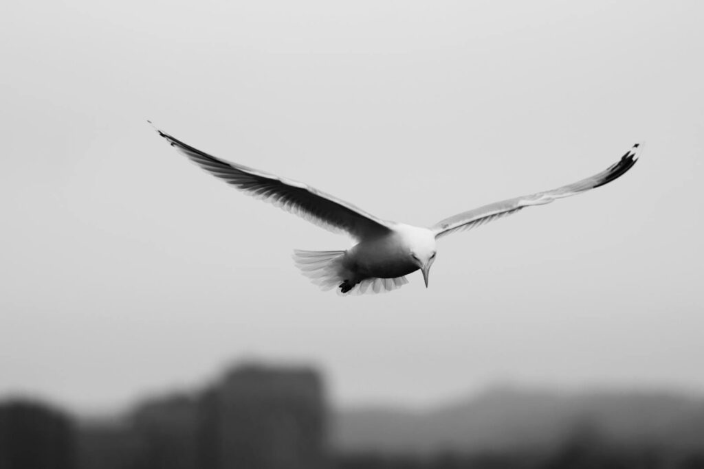 Monochrome photo of a seagull in flight over Jönköping, Sweden.