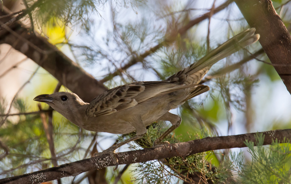 Great Bowerbird perches on a branch.