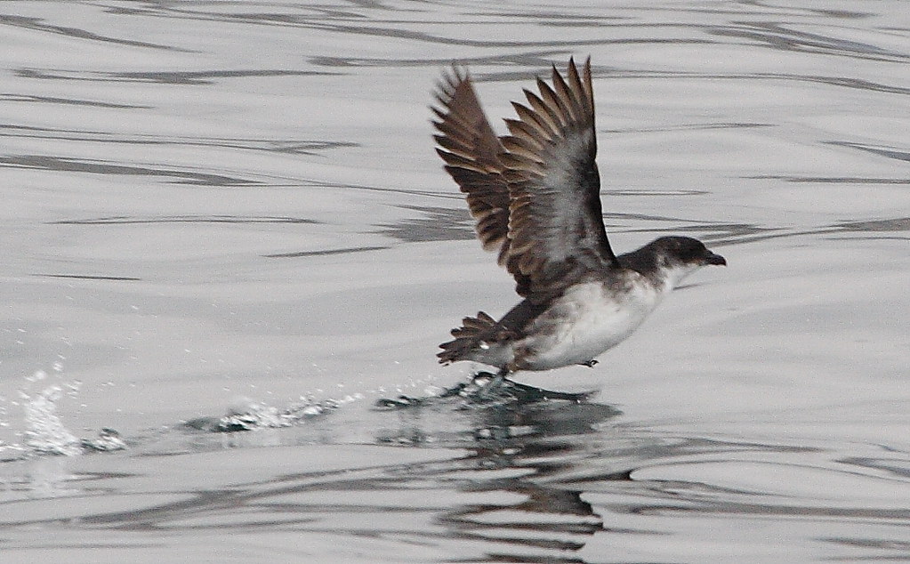 A Peruvian Diving Petrel takes flight from the water.