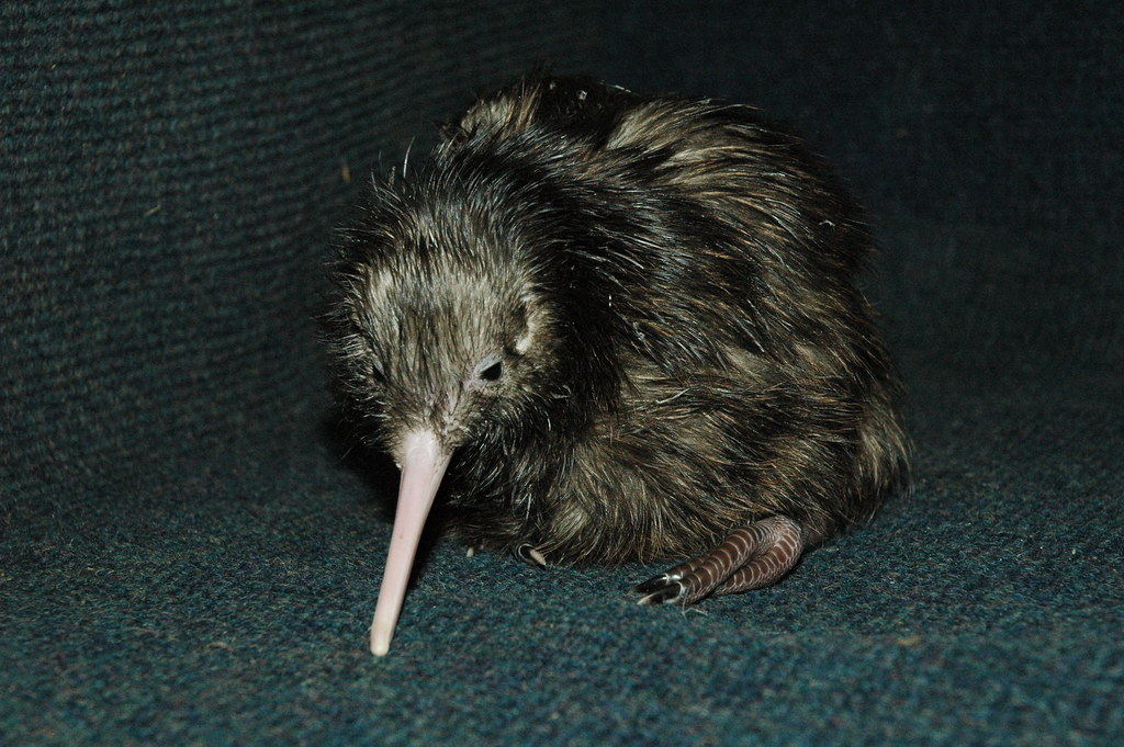 A kiwi bird with its unique long beak and brown feathers.