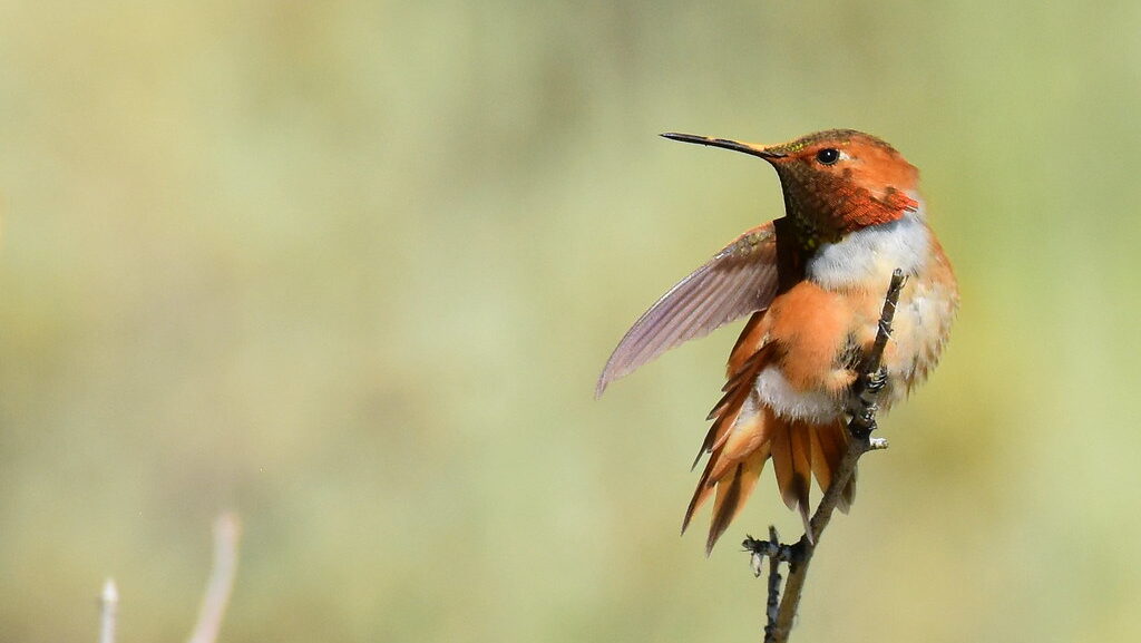 Rufous Hummingbird perched on the tip of a delicate branch