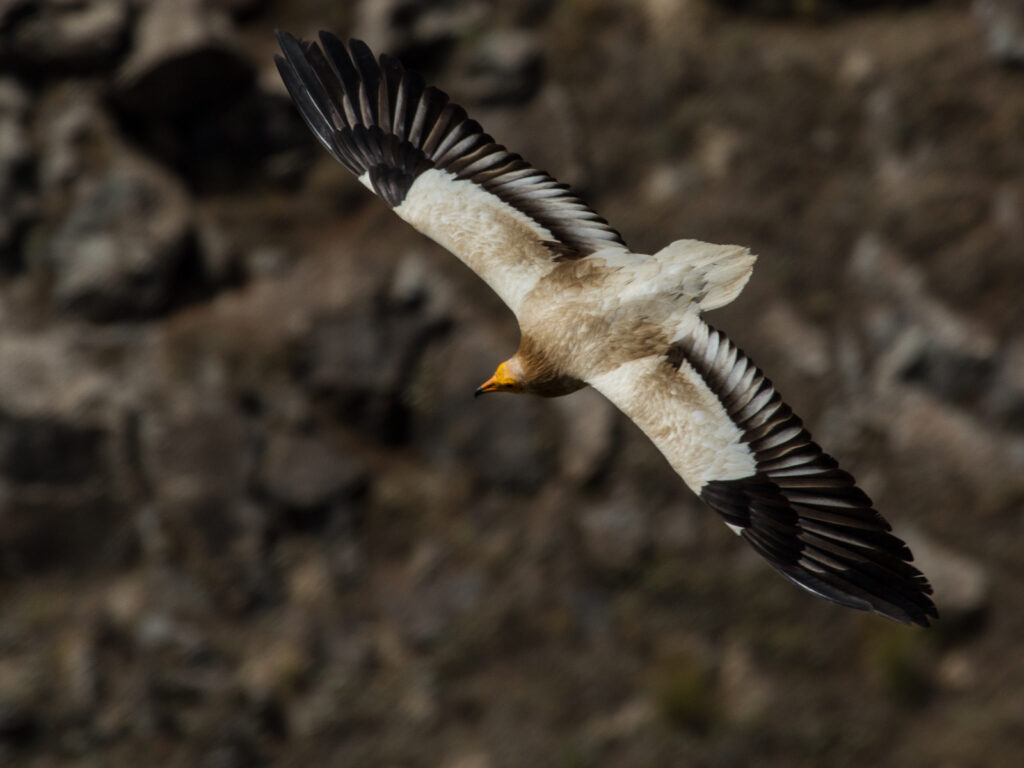 An Egyptian vulture soars with its distinctive white and black plumage.
