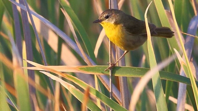 Yellow-throated bird perched on grass at dawn