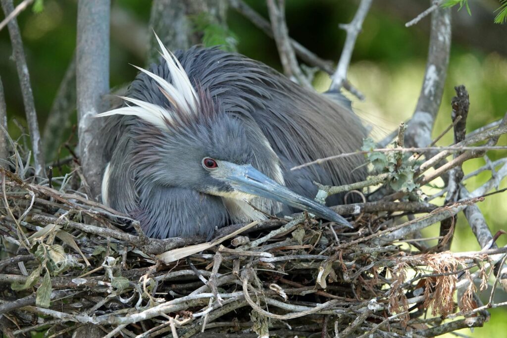 Tricolored heron nesting in a tree.