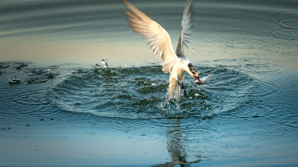 Seagull snatching fish from the sea, wings spread and water splashing