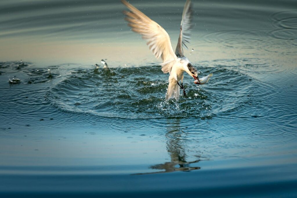 A seagull captures a fish mid-flight over the ocean, creating a splash as it rises.