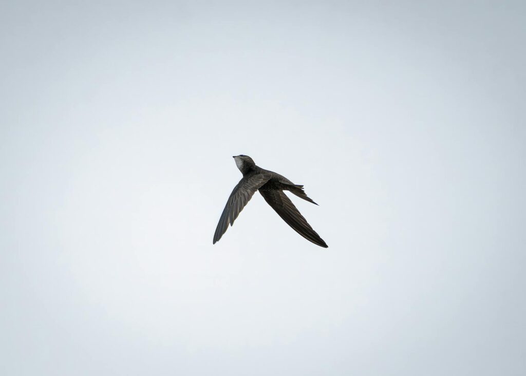 A beautiful common swift flying gracefully against a clear sky, showcasing its elegant form in mid-flight.