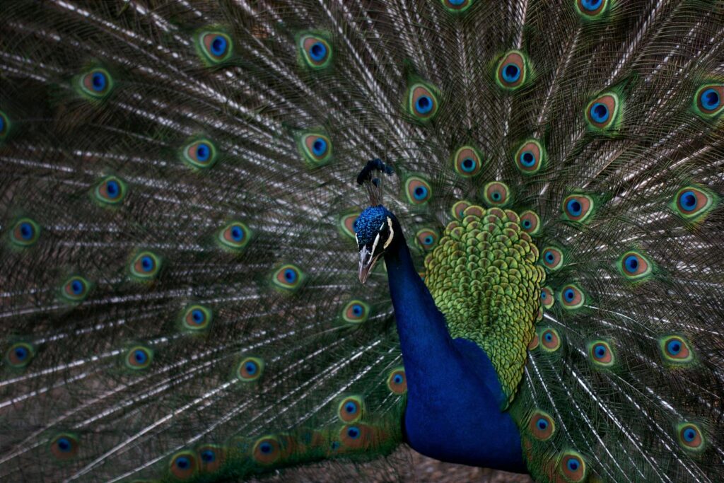 A peacock displays its elaborate, fan-shaped tail.