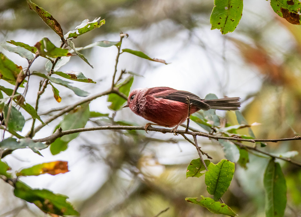 A Pink-headed Warbler with bright red plumage and a pink head perches on a branch.