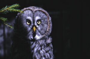 A striking Great Grey Owl stares directly ahead with piercing yellow eyes.