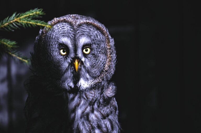 A striking Great Grey Owl stares directly ahead with piercing yellow eyes.