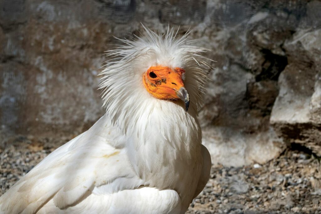Close-up of an Egyptian vulture with striking white plumage outdoors.