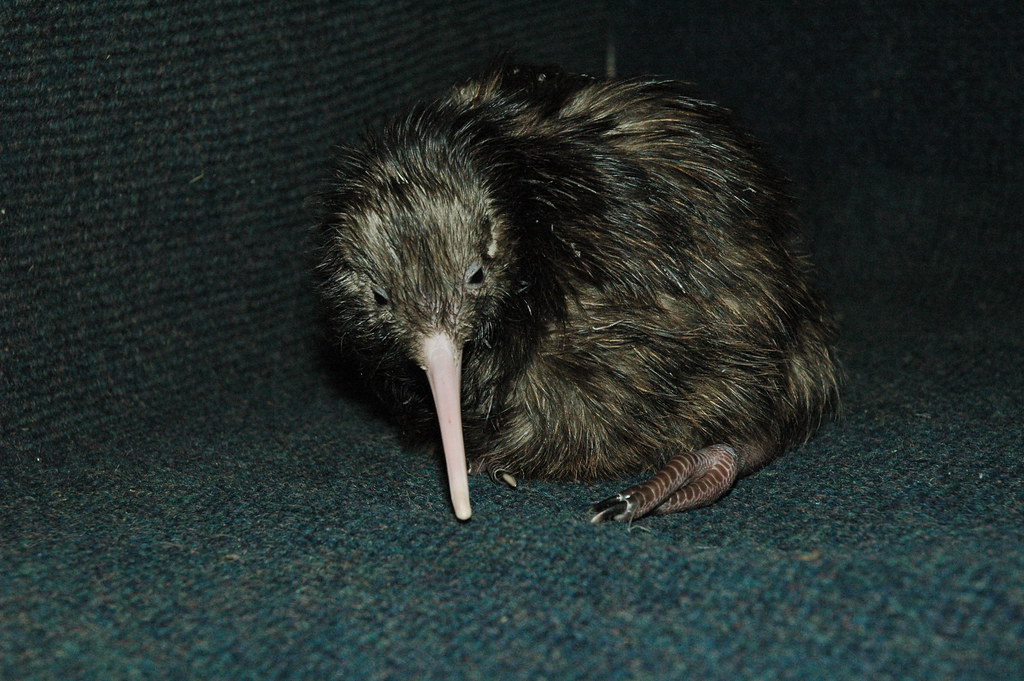 A small, downy kiwi bird with a prominent beak.