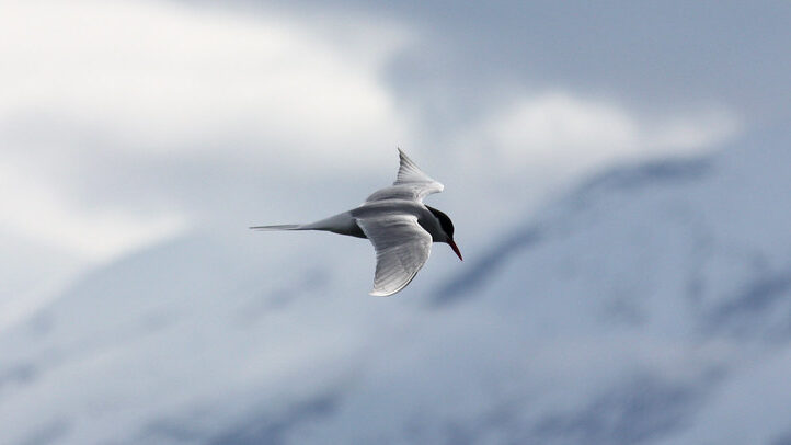 Arctic Tern soaring above icy mountain peaks