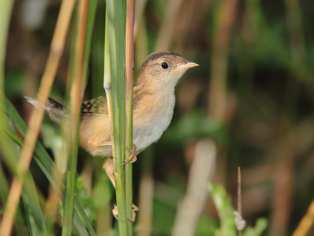 A Sedge Wren perches on reeds.