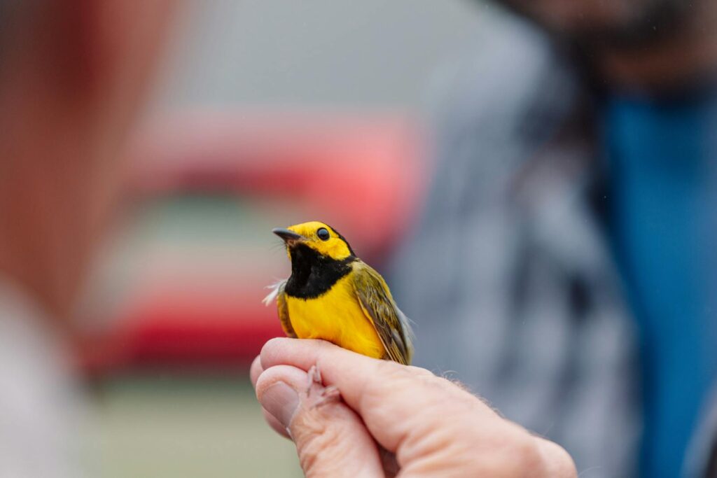 Detailed shot of a bright yellow hooded warbler being gently held outdoors.