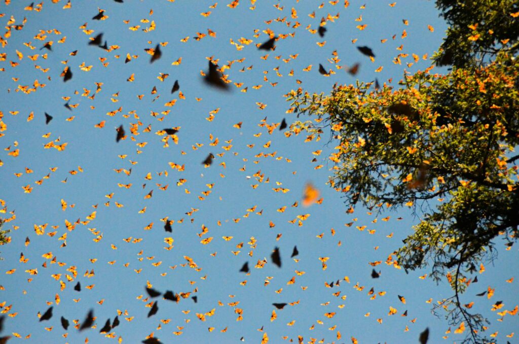 Thousands of Monarch butterflies fill the sky.