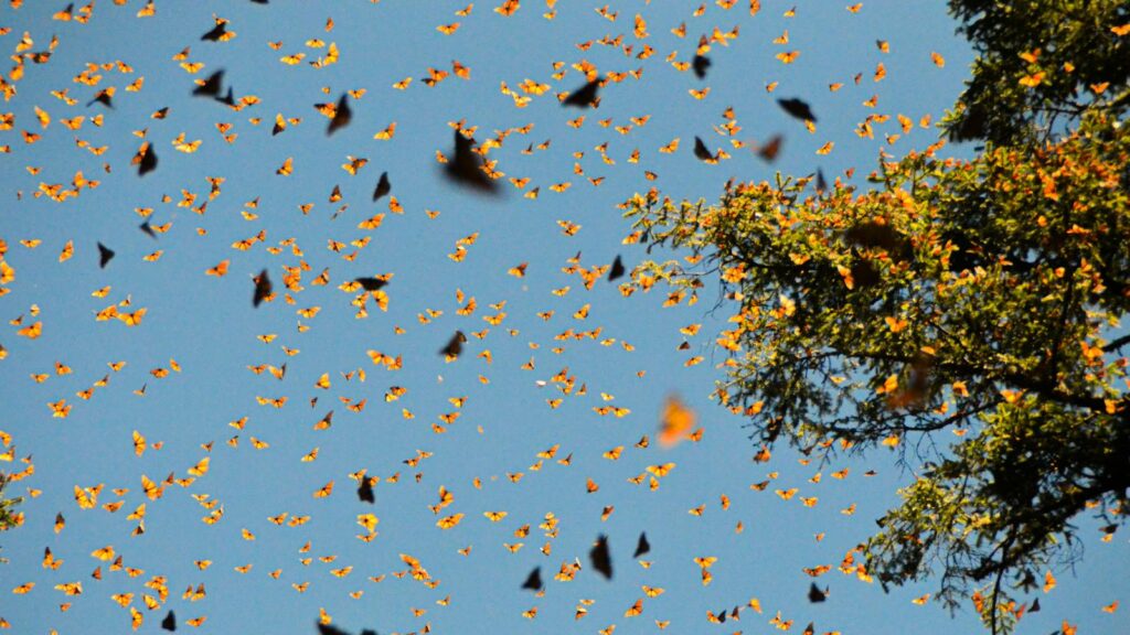 Thousands of Monarch butterflies fill the sky.