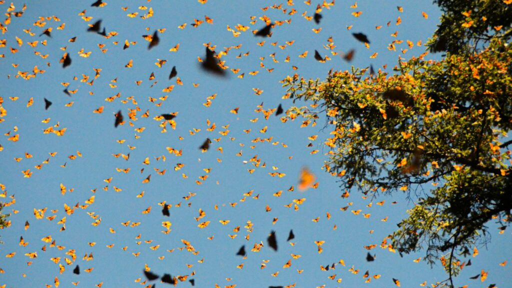 Thousands of Monarch butterflies soaring through the sky, creating a breathtaking natural spectacle