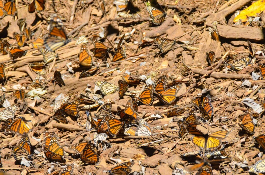 Many Monarch butterflies are clustered on a brown, textured surface.