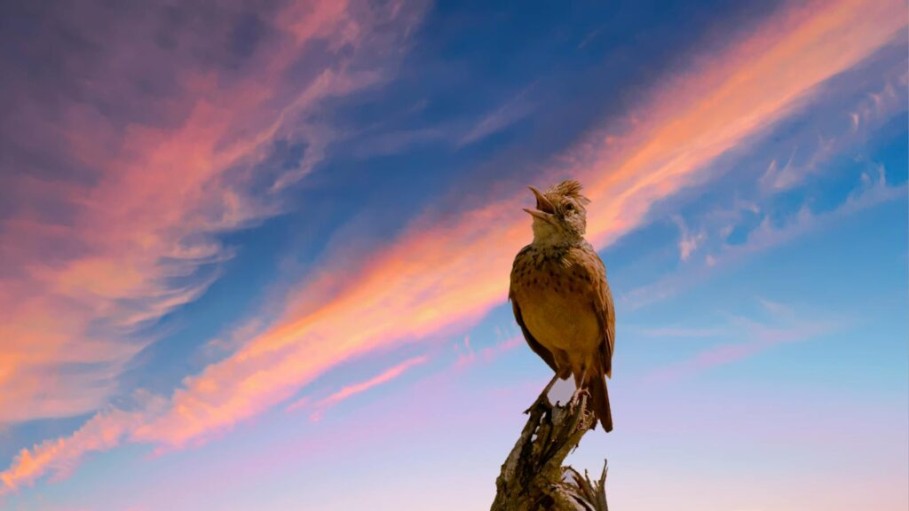 Songbird resting on a broken tree stump singing under a vibrant sunset sky.