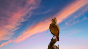 Songbird resting on a broken tree stump singing under a vibrant sunset sky.