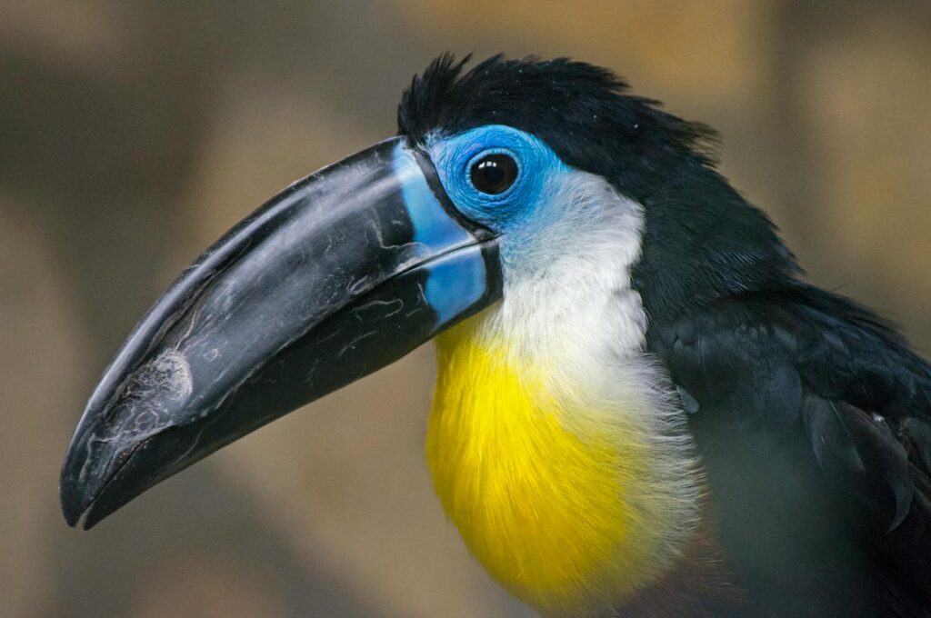 A toucan with a colorful beak and vibrant feathers in daylight.