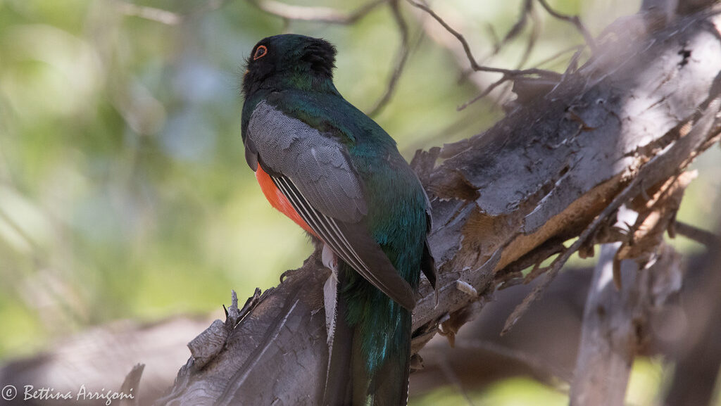 Rear view of elegant trogon perched on a branch